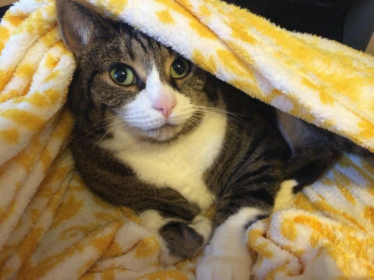 Quimby tucked up under a blanket